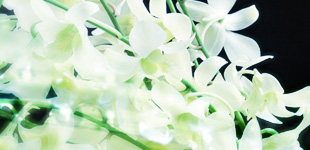 遺産・相続 遺言作成